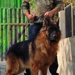 سگ ژرمن شپرد سگ همه فن حریف نگهبان