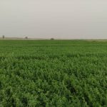 بذر یونجه