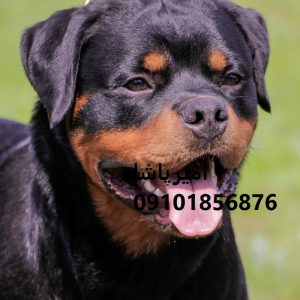 🐕‍🦺 روتوایلرِ حرفه‌ایِ ما — آمادهٔ محافظت هوشمند از خانواده و دارایی شما