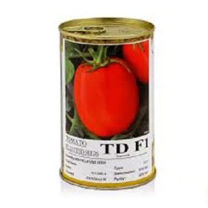 فروش بذر گوجه فرنگی دی تی