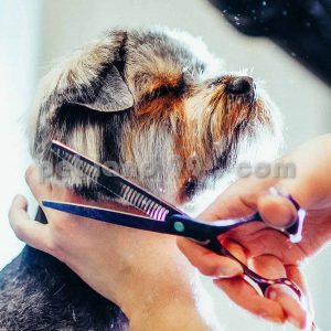 آموزشگاه تخصصی آرایش سگ