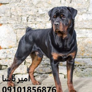 🐕‍🦺 روتوایلر اصیل اروپایی و آمریکایی در محمدشهر