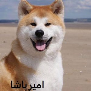 آکیتای ژاپنی اصیل — با شخصیت شاهانه در محمدشهر