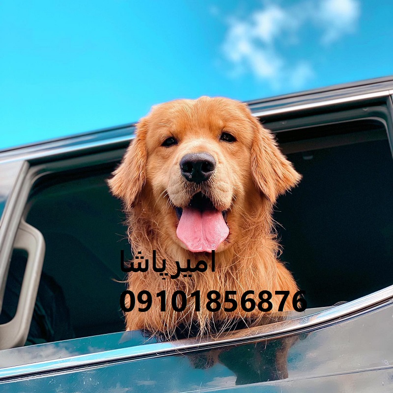 فروش توله گلدن رتریورِ اصیل در محمدشهر
