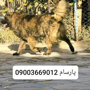 خرید سگ نگهبان