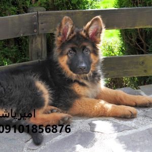 توله ژرمن اصیل در محمدشهر
