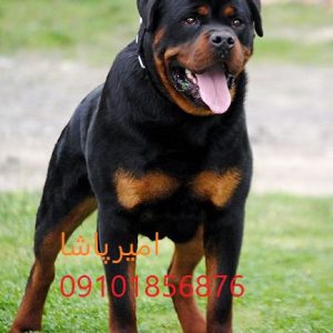 🐕‍🦺 روتوایلر اصیل اروپایی و آمریکایی — واکسینه ✅ آموزش دیده 🎯 قرارداد رسمی 📜 — تنها مجموعه مجوزدار ایران: امیرپاشا | ارسال به تمام نقاط کشور