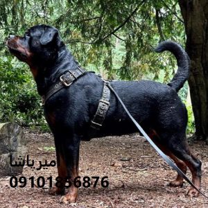 روتوایلرِ قوی برای امنیت، آرام برای خانواده در محمدشهر