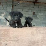 واگذاری رایگان توله سگ سرابی اصیل
