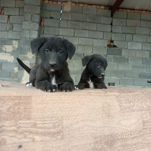 واگذاری رایگان توله سگ سرابی اصیل
