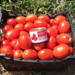 سفارش بذر گوجه دلار . پرفروش ترین بذر فضای باز