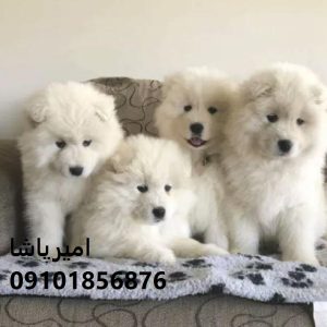 فروش ساموییدِ—پشمالوی سفید، قلب مهربون و همراهی وفادار در محمدشهر