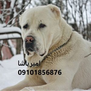 فروش آلابای اصیل ترکمن — نگهبانِ غول‌پیکرِ در محمدشهر