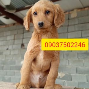 توله سگ گلدن رتریور اصیل