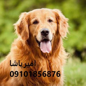 توله روتوایلرِ قوی مثل سنگ، باهوش در محمدشهر