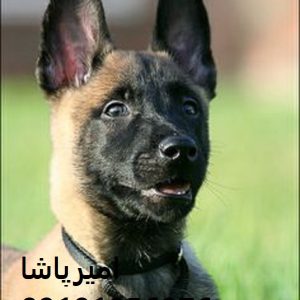 فروش مالینویزِ آماده عملیاتی در محمدشهر