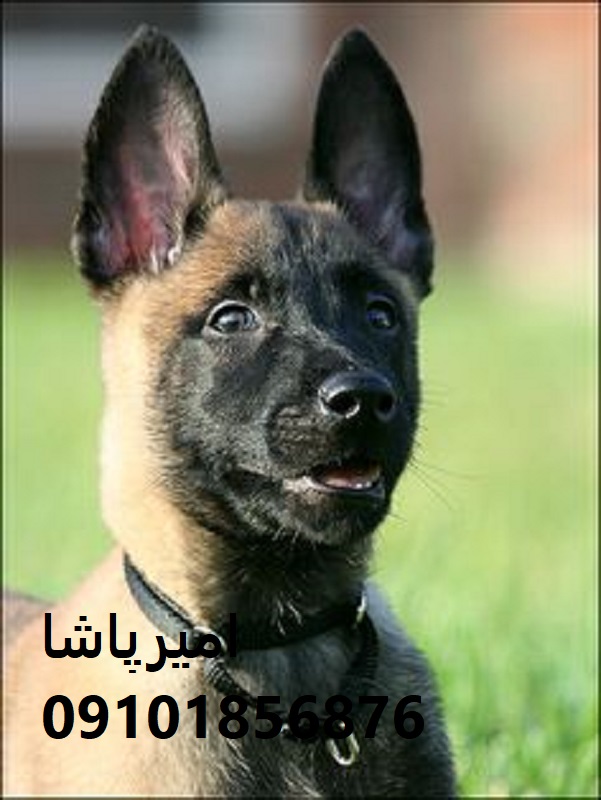 فروش مالینویزِ آماده عملیاتی در محمدشهر