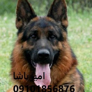 توله ژرمن شپردِ هم شاهکار نژاد، هم وفادارِ دل‌سپردگی‌ناپذیر