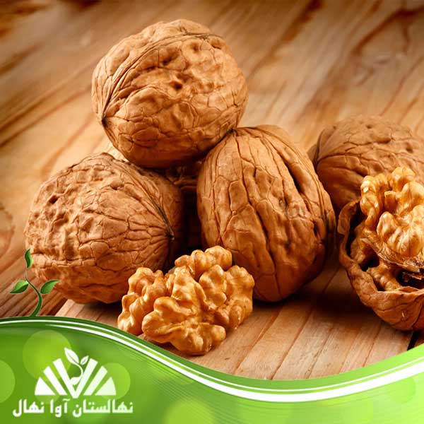 نهال گردو زودبازده و مقاوم به سرما و خشکی