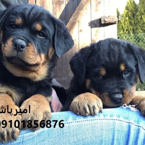 توله روتوایلرِ  قوی مثل کوه،، وفادار تا آخر نفس!در محمدشهر