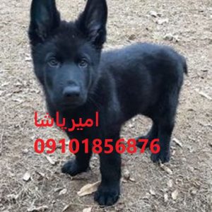 توله ژرمن شپردِ اصیل امیرپاشا در محمدشهر