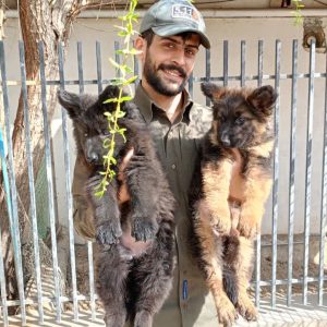 فروش 4 قلاده توله ژرمن کینگ