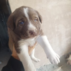توله سگ گله ای