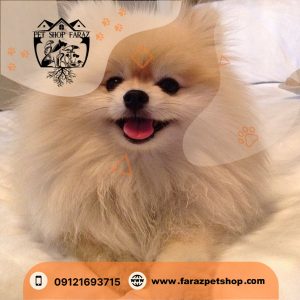 سگ پامرانین روباهی زعفرانیه