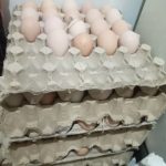 تخم مرغ نطفه دار