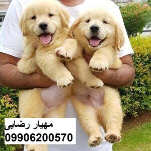 پرورش سگ خانگی گلدن رتریور اسکاتلندی