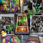 جوجه رنگی و جوجه گلپایگان 3 روزه عمده و خرده