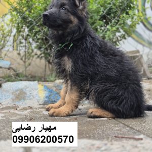 توله ژرمن اصیل با ضمانت کتبی