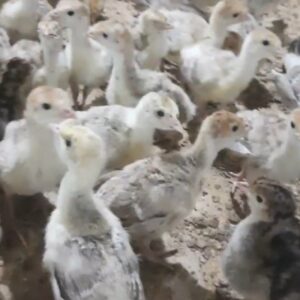 جوجه بوقلمون بیوتی‌ و برنز