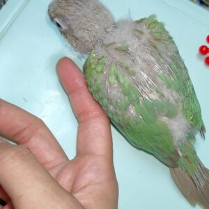 جوجه گرینچیک سرلاکی