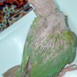 جوجه گرینچیک سرلاکی