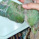 جوجه گرینچیک سرلاکی