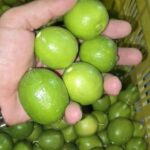 تامین کننده انجیر و محصولات صادراتی فارس